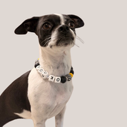 Handcrafted Beaded Dog Collars
